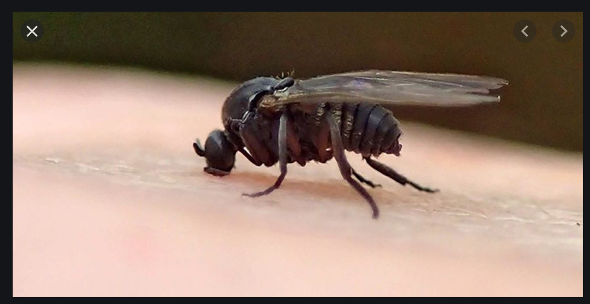 Black Fly Eating
