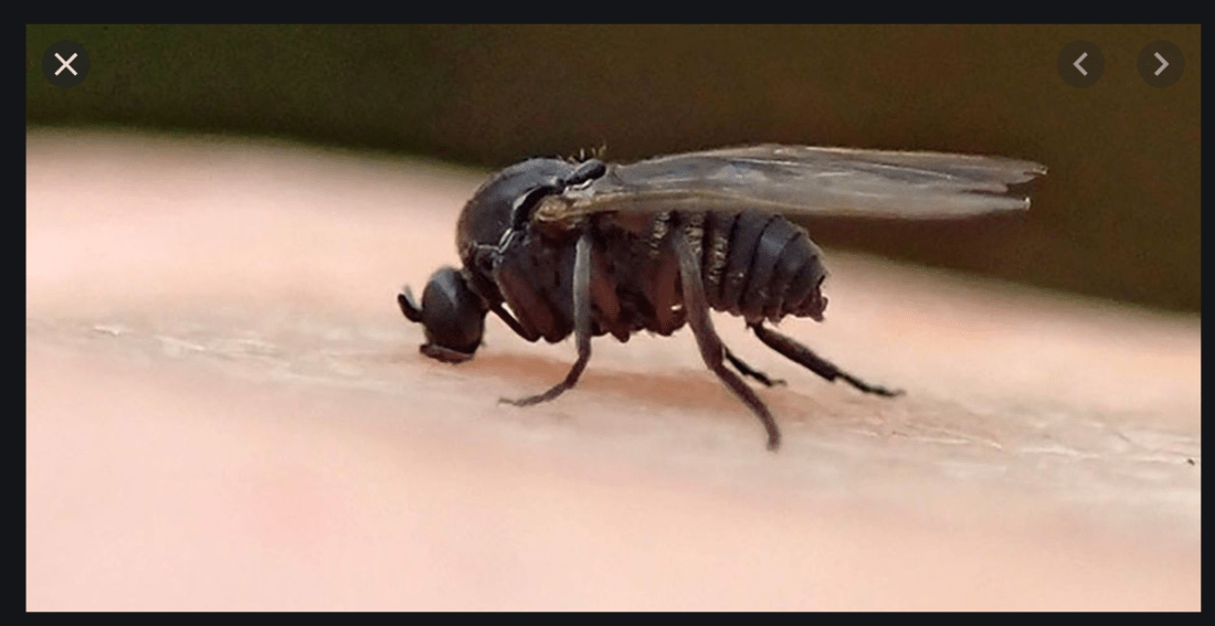 Black Fly Eating