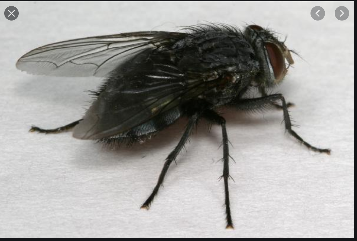 Black Fly