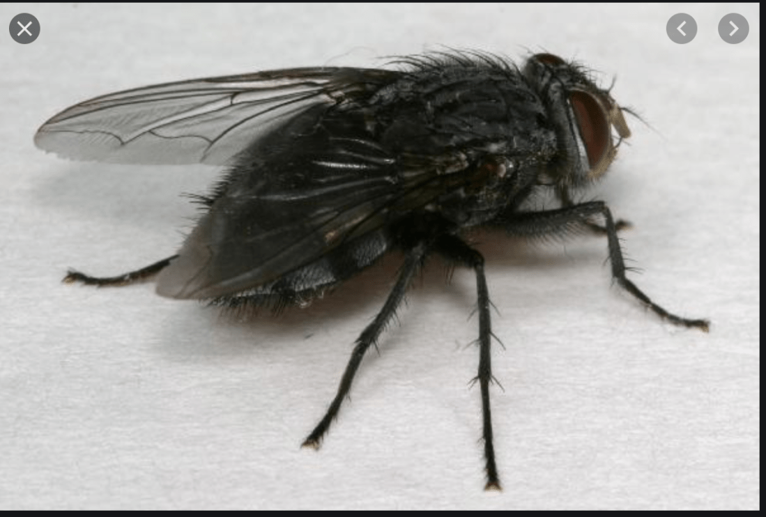 Black Fly