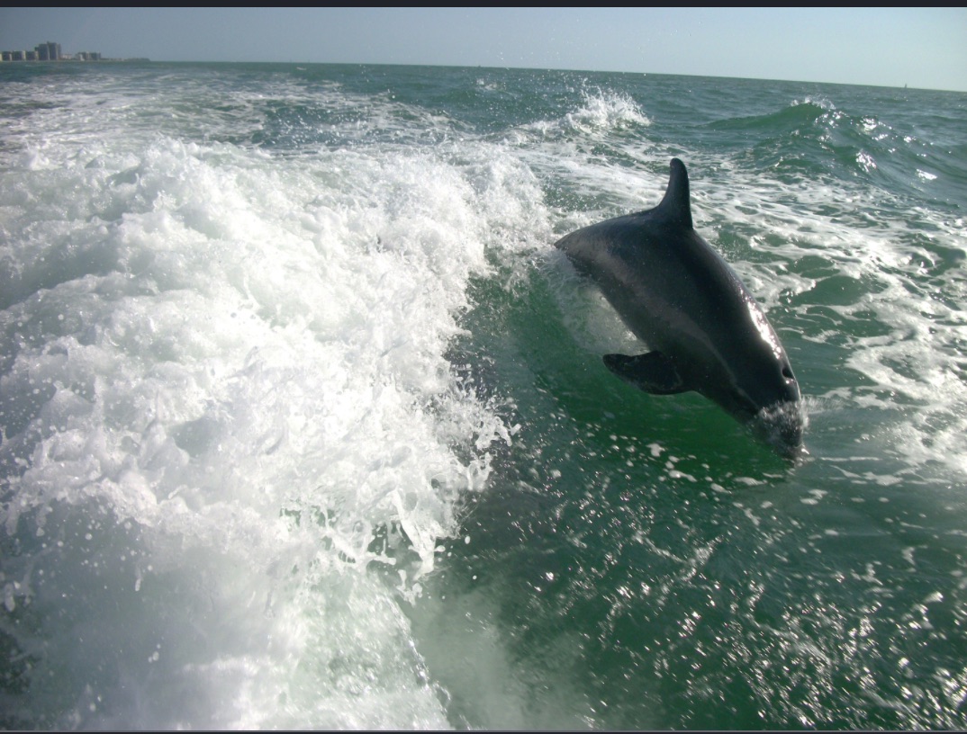 Dolphin